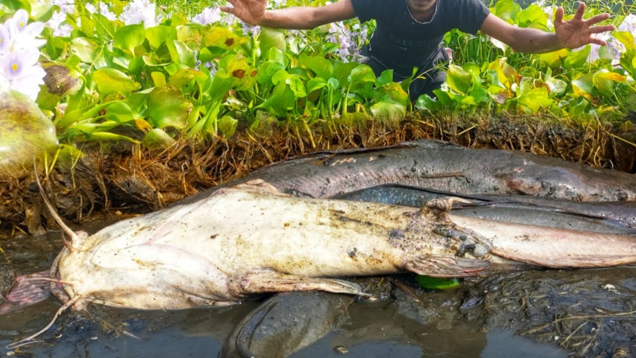 Unbelievable Boy Catching Many Catfish Under Water Hyacinth Today ...