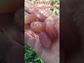 Виноград Преображення #оглядвинограду #виноградПреображення #всьогопотрошкууселі