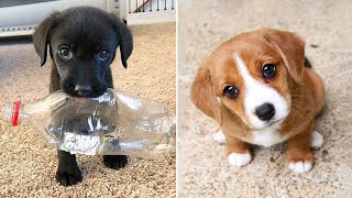 Baby Dogs 🔴 Cute and Funny Dog Videos Compilation #37 | 30 Minutes of Funny Puppy Videos 2022