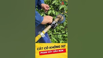 Cắt cỏ không sợ phạm cây sầu riêng #vidaboom #saurieng #capcut #food #maycatco #nongnghiepminhdung