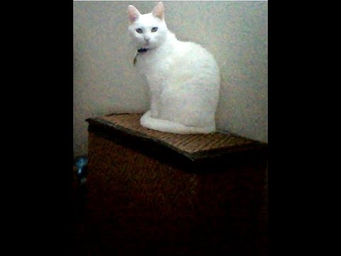  I am just an innocent little video c: