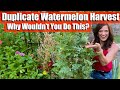 Duplicate Your Watermelon Harvest: Why Wouldn’t You Do This?