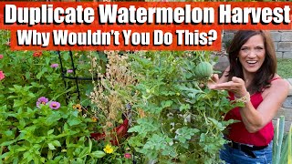 Duplicate Your Watermelon Harvest: Why Wouldn’t You Do This?