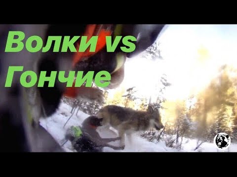 Волки нападают. на Гончих во время охоты.