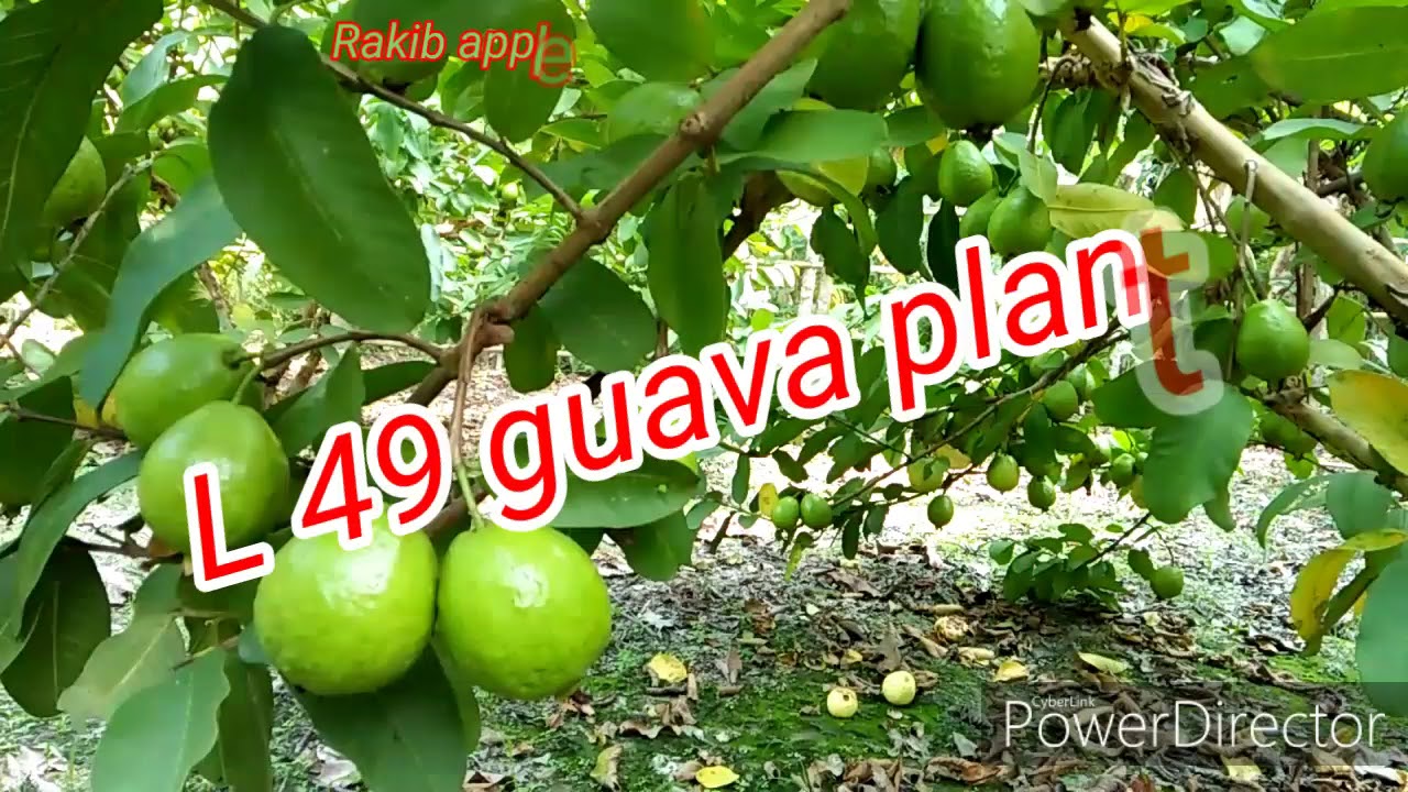 L 49 guava plant the best variety...Rakib apple Ber Nursery.. Contact number... 9064309378