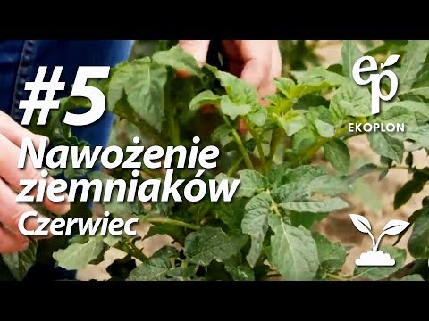 Wideo: Pełny Skład Chemiczny Ziemniaków