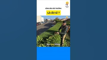 Hàng rào họ thường làm bằng cây gì  ?#bietthemchovui #amazingfacts