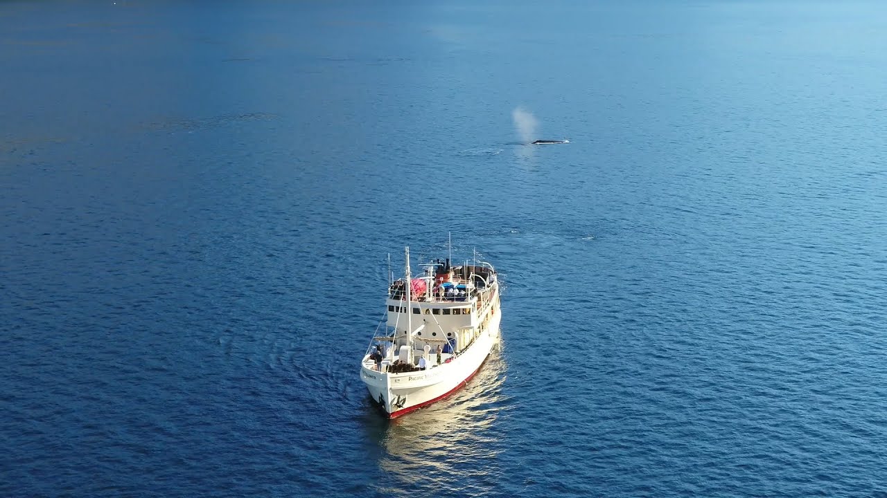 Adventure Unscripted by Pacific Yellowfin