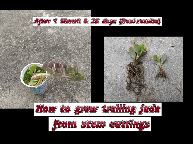 how to grow trailing jade from stem cuttings | propagation of senecio  jacobseni from stem cuttings