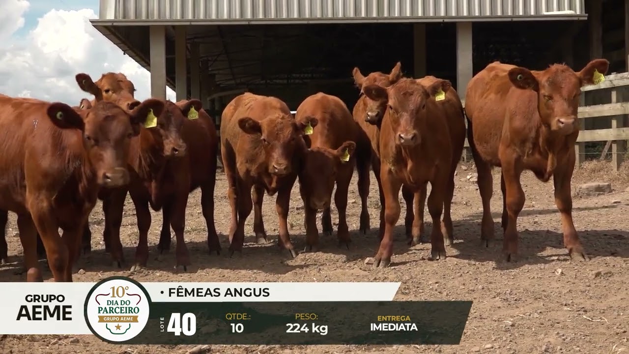 LOTE 40 - 10° Dia do Parceiro Grupo AEME - 06 e 07 de Fevereiro de 2026 Etapa das Fêmeas
