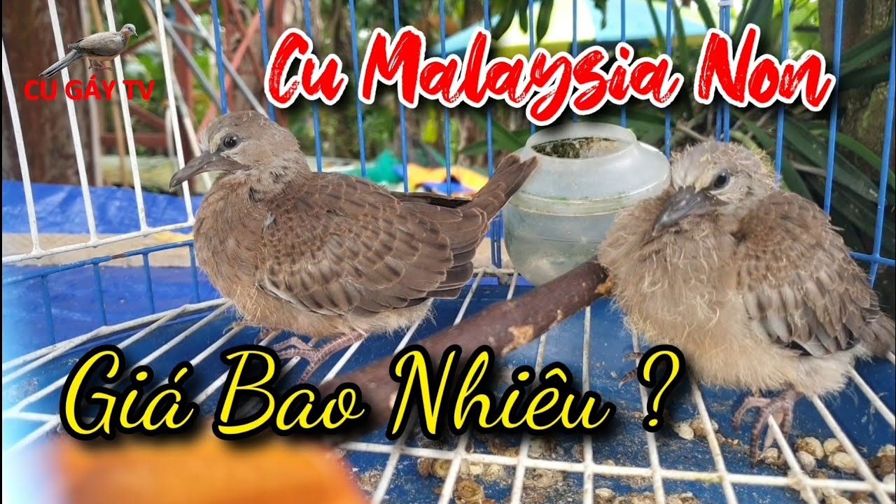 giá tiền malaysia Update New Cu Gáy Malaysia Tơ Giá Bao Nhiêu ?