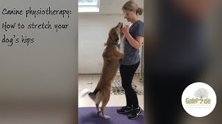 Canine Physiotherapy: How to Stretch your dog's hips - useful for hip dysplasia or arthritis