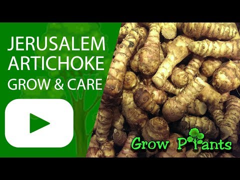 Jerusalem artichoke - grow, care & harvest (Beautiful & Edible)