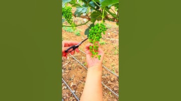 "Grape Fruit Pruning 🍇 | How to Get More & Better Grapes!" #fruit #grape #satisfying #pruning