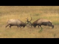 AES Elk Fights