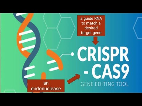 Video: Teadlased On Leidnud CRISPRi Genoomi Redigeerija Ebaharilikke Kasutusviise - Alternatiivne Vaade