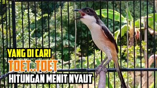 Cendet Gacor Sat Set Memancing Emosi Cendet Manapun.Hitungan Menit Nyaut Toet Toet Bongkar Isian