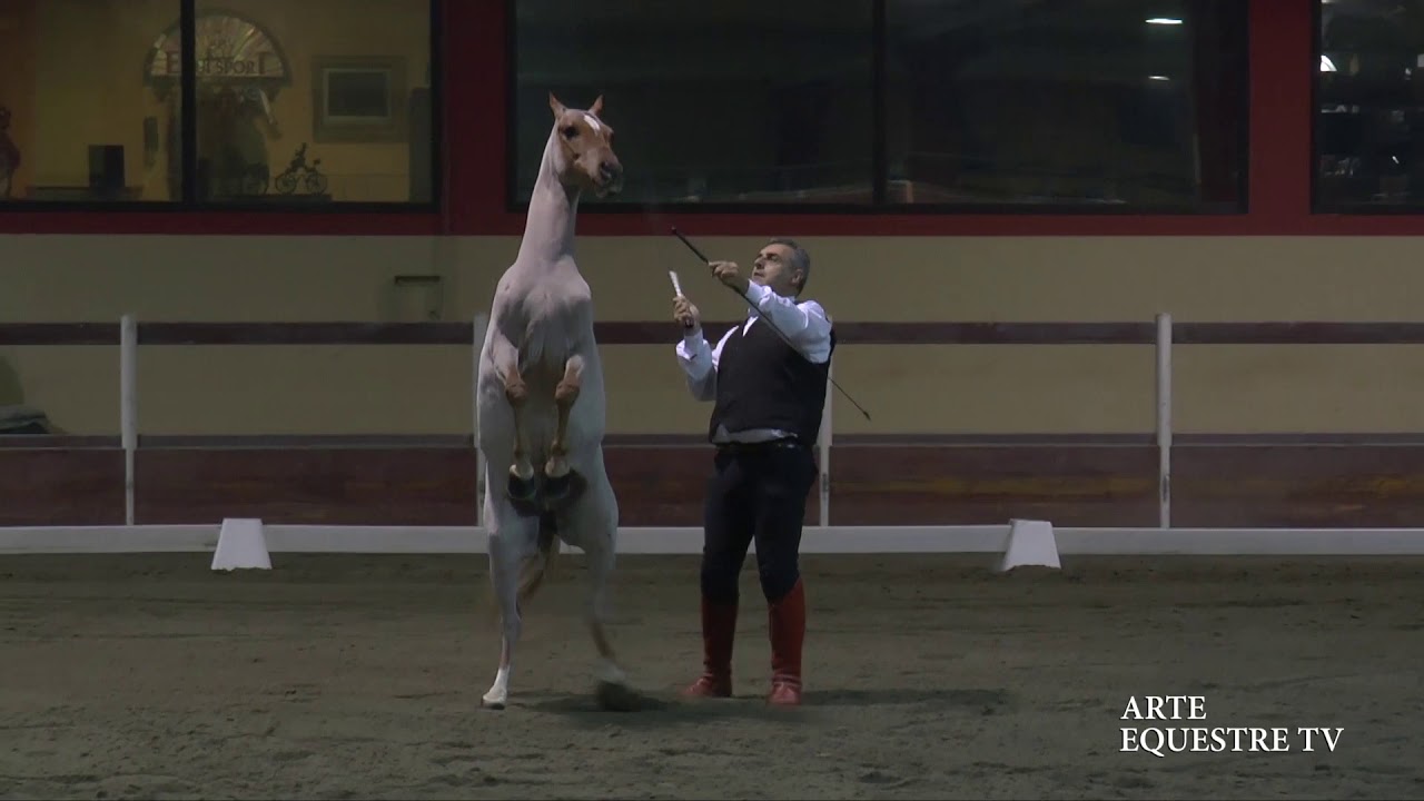 EQUISPORT BERETTA - SPETTACOLO EQUESTRE SERALE