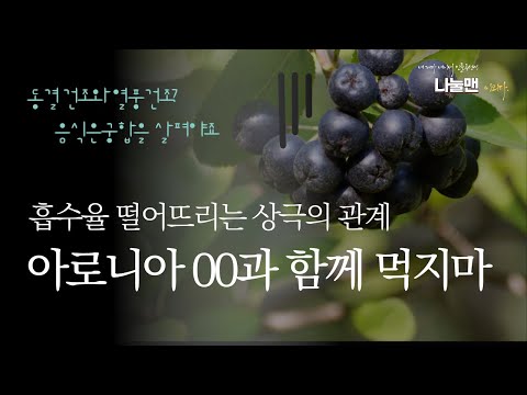 아로니아 먹는법 부작용 동결건조 열풍건조 우유 안토시아닌 흡수방해 나눌맨   바나나 물 폴란드 유기농 먹어볼까