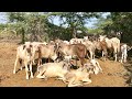 Kankrej calfs of kankrej cows in wild kankrej kutch desert