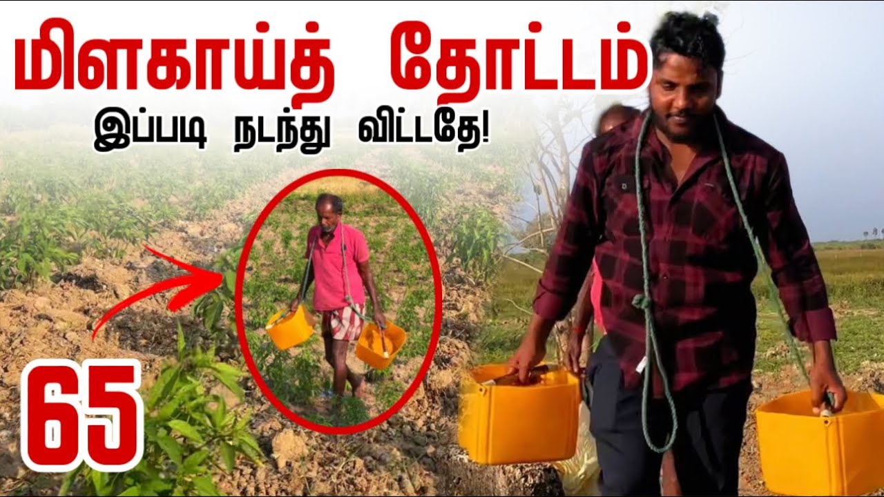 இப்படி நடந்தவிட்டதே! | மிளகாய்த் தோட்டம் | 65 வயதில் கடுமையாக 🔥 Chilli Garden | Pavaneesan Garden