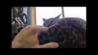 Funny cat Dramatic look surprise