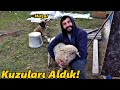 BekLenen Video Geldi!-/Gülme Garantili..!#Koyun#Kuzu#Tavuk#horoz#civciv#hindi#ördek#kümes