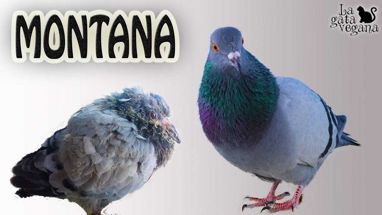 EL RESCATE DE LA PALOMA MONTANA | HISTORIA DESDE PICHÓN CAÍDO DEL NIDO HASTA SU LIBERACIÓN