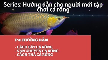 CÁCH NUÔI CÁ RỒNG CHO NGƯỜI MỚI CHƠI-P4: QUY TRÌNH BẮT CÁ RỒNG,VẬN CHUYỂN CÁ RỒNG, THẢ CÁ RỒNG