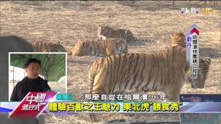 20150531中國進行式 獨特老虎經濟 全球最大東北虎園