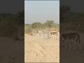 #animals #youtubeshorts