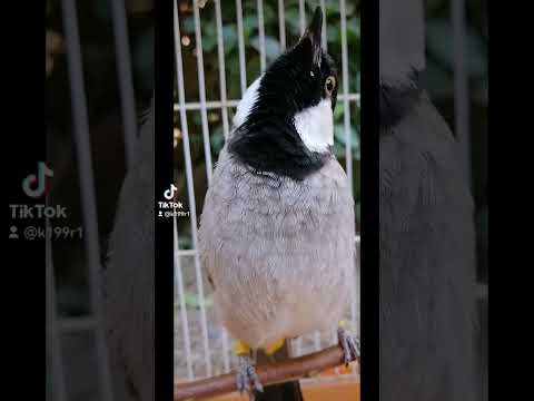 تغريد بلبل فحل اليف