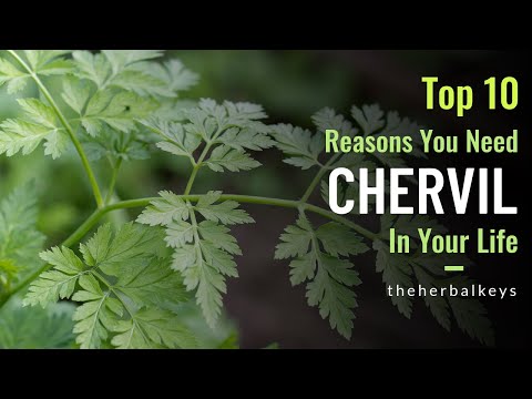 What Does Chervil Taste Like