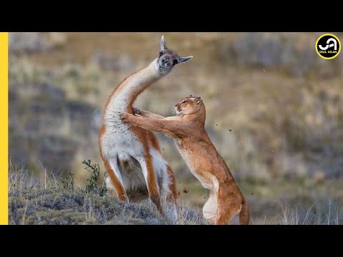 Puma: Avlanmak İçin Hayatını Riske Atıyor | And Dağlarının Zorlu Avcısı