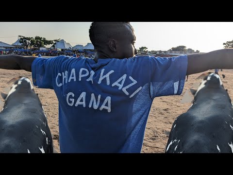 FINALLY ZA NDONDO ZAMALIZIKA CHAPA KAZI KUIBUKA BIGWA NA KUCHUKUA NG OMBE KISIWANI GANA UKELELEWE