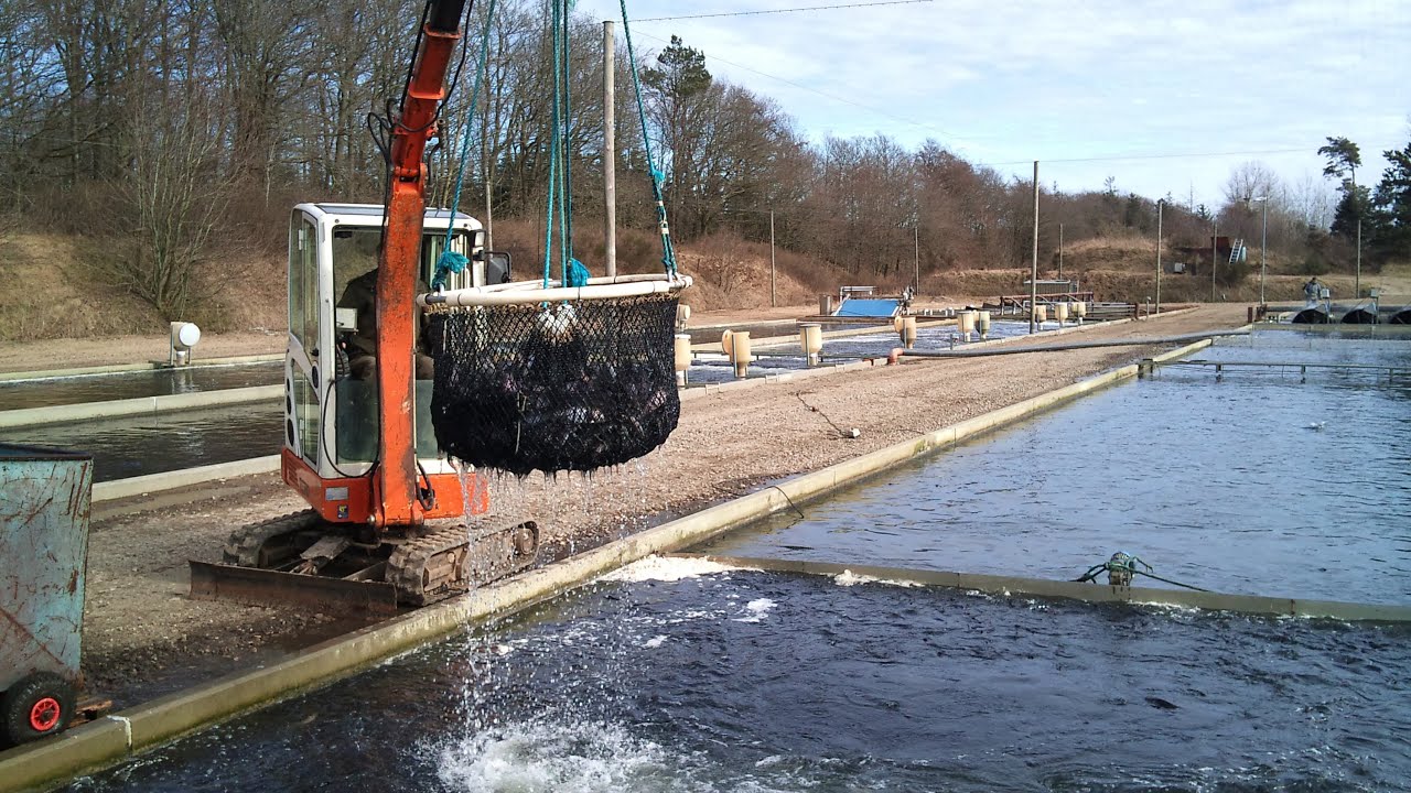 Aquaculture A Danish Model YouTube