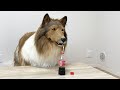 コーラを飲む犬……？