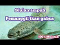 SIULAN AMPUH PEMANGGIL IKAN GABUS || Pasti muncul ke permukaan, 100% Mujarab