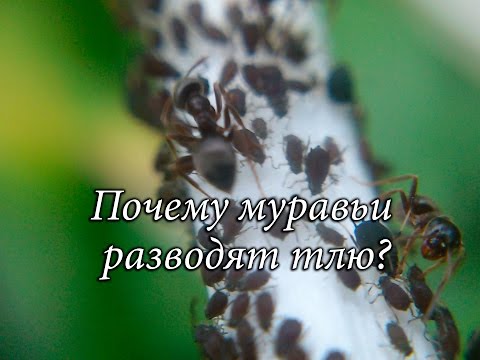 Почему муравьи разводят тлю?