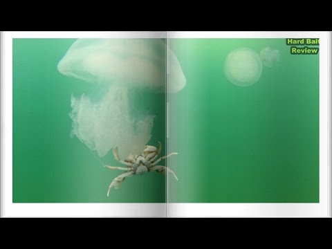 Вопрос: Чем питаются медузы?