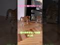 ビックリ猫のおもしろ映像まとめｗ
