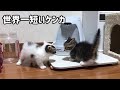 世界一短いケンカをする子猫が超かわいい