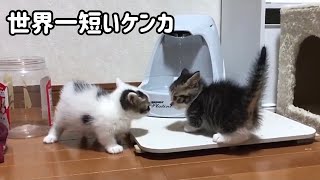 世界一短いケンカをする子猫が超かわいい