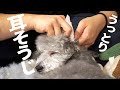 🐶耳掃除をされてうっとりしちゃう愛犬トイプードル【うちではこんな風にケアをしています。】【トイプードル】