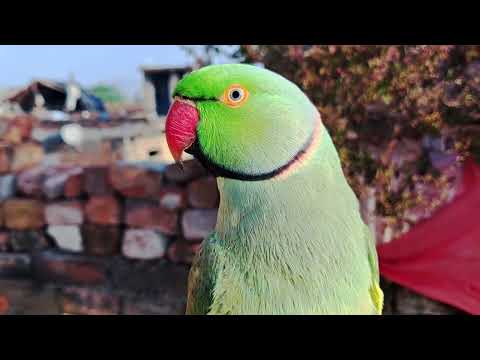 Ringneck Parrot Videos Compilation