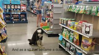Houston dog training | 5 month old Sheepadoodle puppy, Cosmo by The Devoted Dog, LLC 80 views 4 years ago 7 minutes, 5 seconds