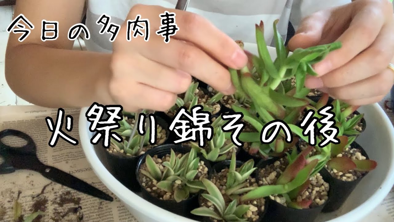 方 増やし 多肉 の 植物