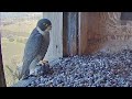 FalconCam Project | Xavier arrives with prey, wait for Diamond and leave | Aug 2, 2022