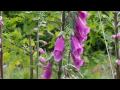 Foxgloves and Wild Orchids - Captured on the Samsung WB550