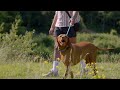 Visit Faughan Valley for a dog walk - Woodland Trust Northern Ireland